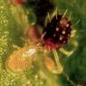 Typhlodromus pyri.